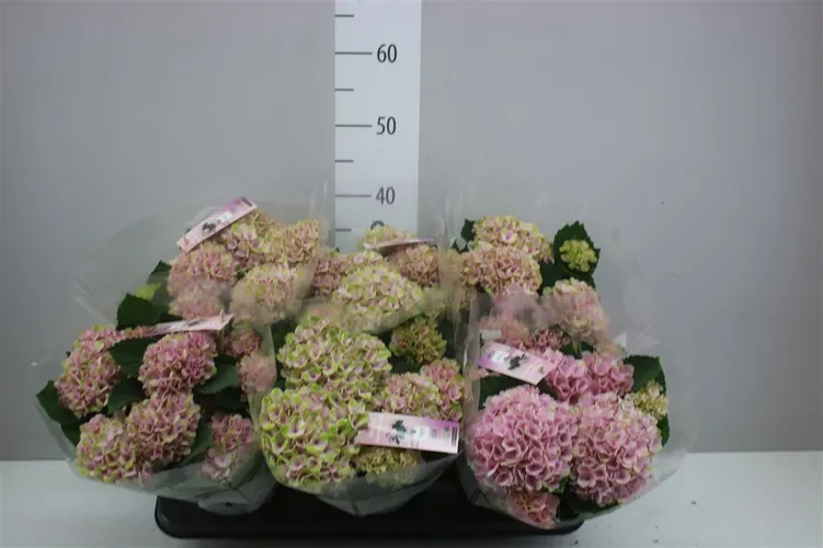 Hydrangea Magic Revolution Pink 5-6 črepník 12 cm