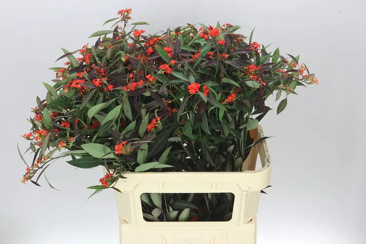 Euphorbia F T Kuttle Orange 80 cm