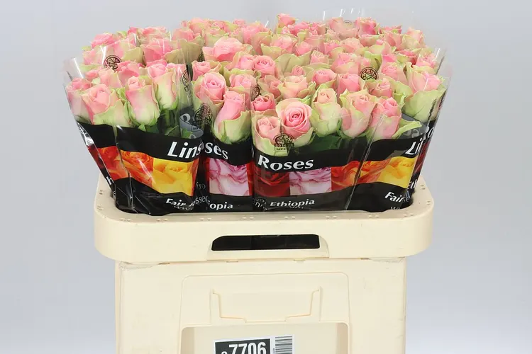 Ruža Belle Rose 60 cm