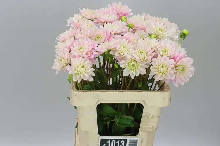 Dahlia Pink Delight 60 cm