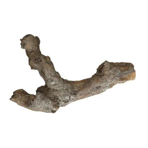Sušený materiál Kuwa root 25- sivá 30 cm