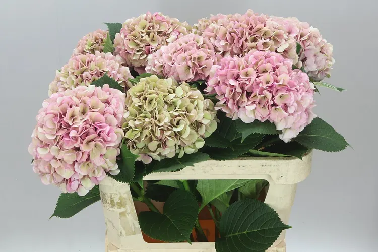 Hyd Vienna Classic 80 cm