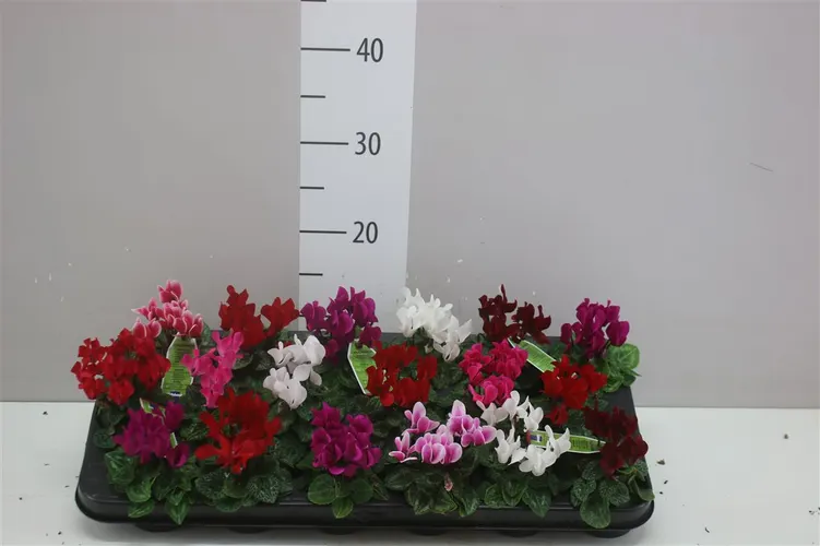 Cyklámen malokvetý Micro mix črepník 6 cm