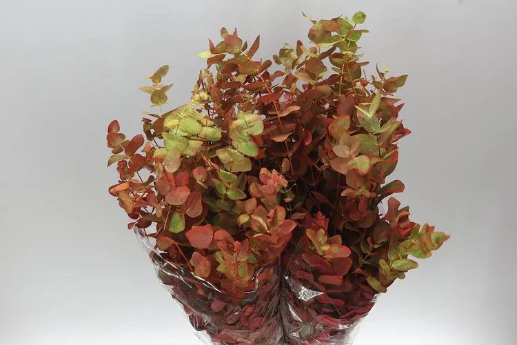 Cinerea Autumn 75 cm