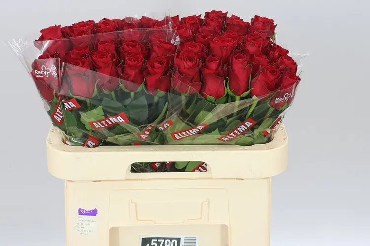 Ruža Madam Red 60 cm