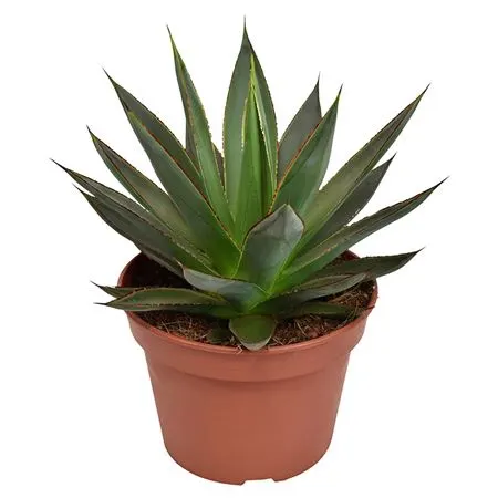 Agave Shaka Zulu črepník 15 cm