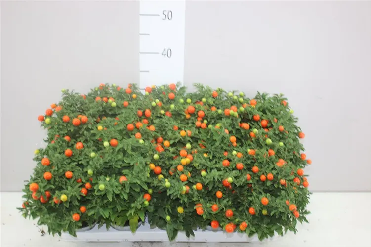 Solanum Pseudocapsicum črepník 10,5 cm