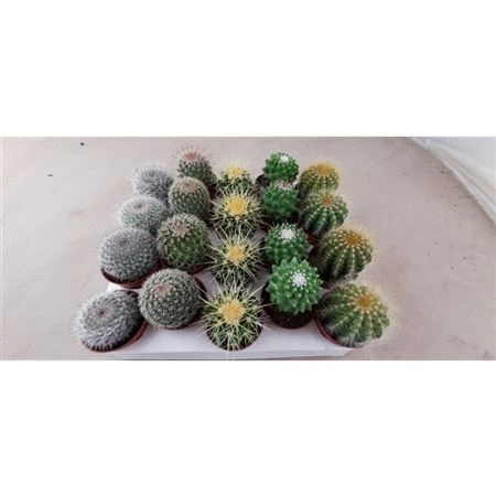 Guľatý kaktus mix črepník 5,5 cm