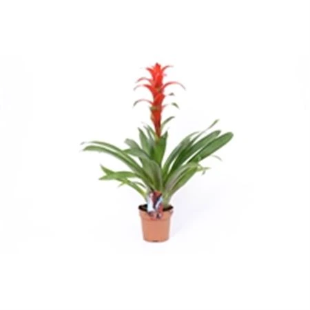 Guzmania Ostara črepník 9 cm