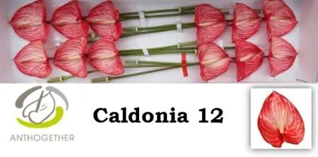 Anth Caldonia