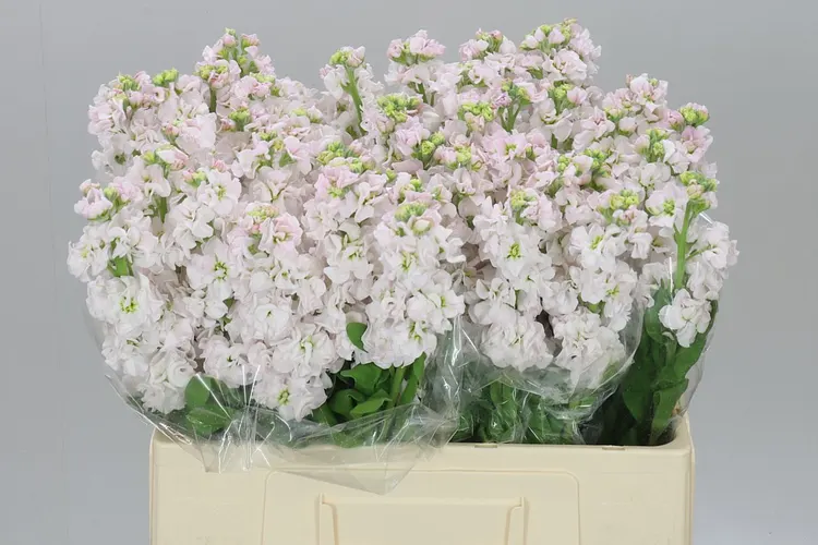 Matthiola Silver 60 cm