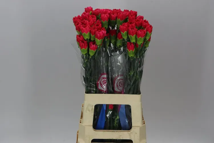 Karafiát Cerise 70 cm