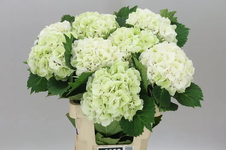 Hyd Lolly Pop White Classic 60 cm