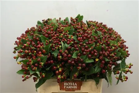 Hyperikum Mag Cherry 60 cm