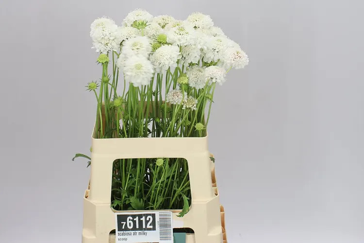 Scabiosa Atr Milky Scoop A2 60 cm