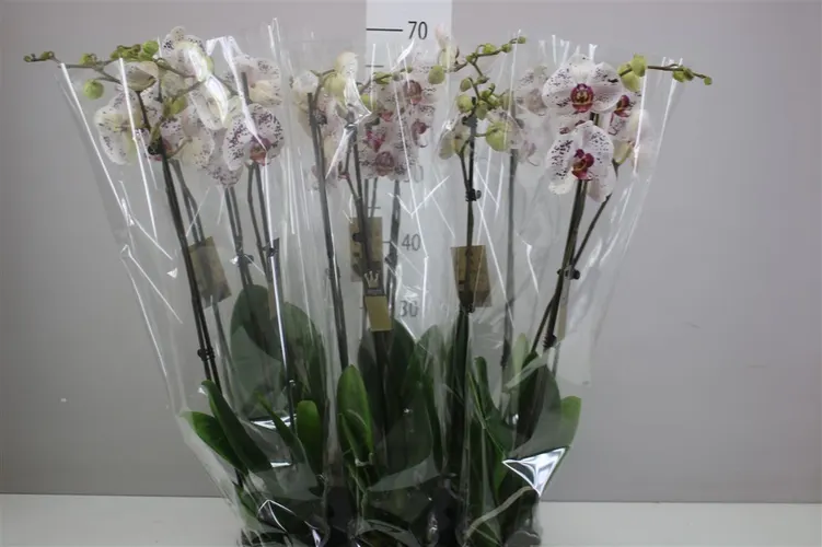 Phal Calypso 2 Tak črepník 12 cm