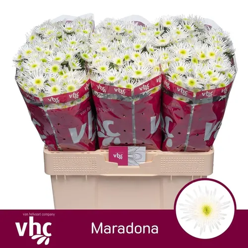 Sant Maradona 55 cm