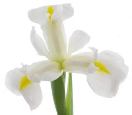 Iris Casablanca 60 cm