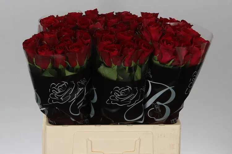 Ruža Madame Red 60 cm