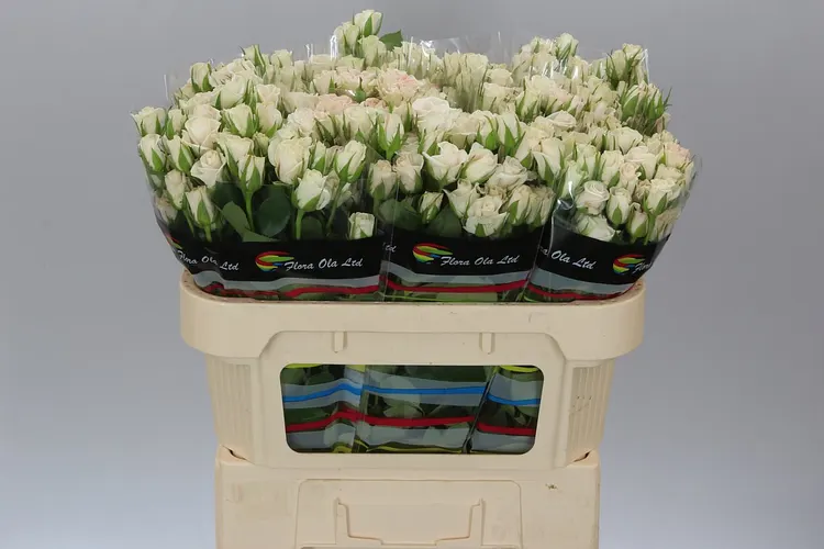 Rosa Tr Royal Porcelina Imp 70 cm