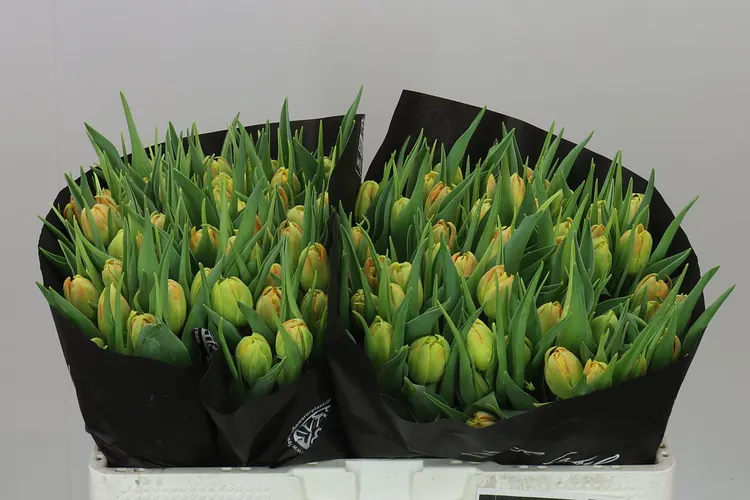 Tulipa Du Monte Orange 38 cm