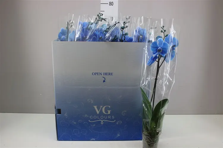 Orchidea Phalaenopsis Royal Blue, 1 výhon črepník 12 cm
