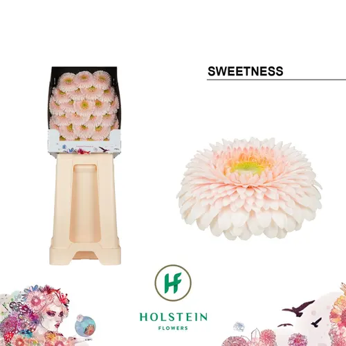 Germ D P Sweetness 55 cm
