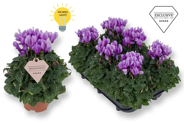 Cyclamen Kl Dragon Blue črepník 10,5 cm