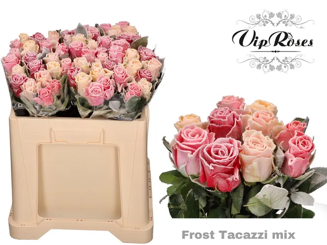 Ruža Frost Tacazzi mix In Bos 588 50 cm