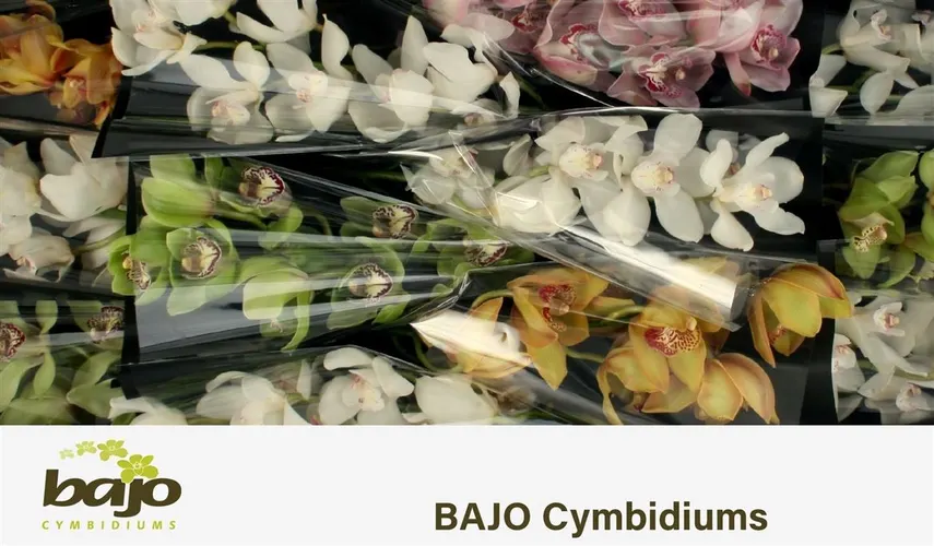 Orchidea Cymbidium mix, celá stonka 50 cm