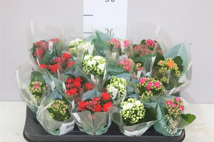 Kalanchoe Rosalina mix črepník 7 cm