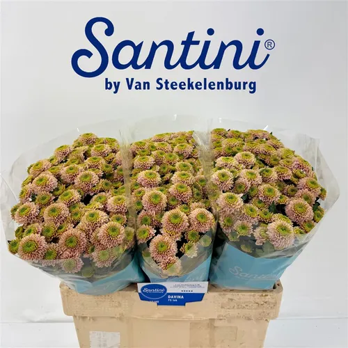 Sant Davina 55 cm
