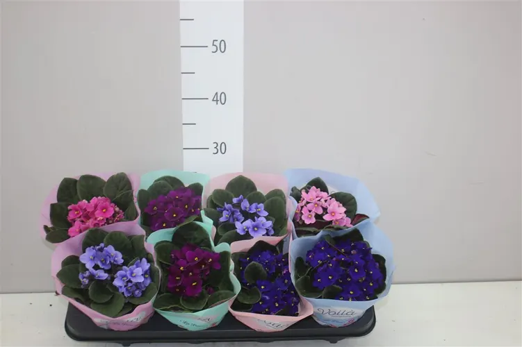 Africká fialka mix črepník 12 cm