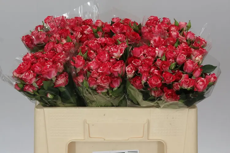 Rosa Tr Fireworks 50 cm