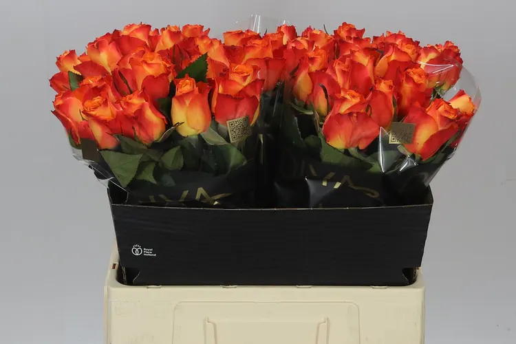 Ruža Diyas Fire 60 cm