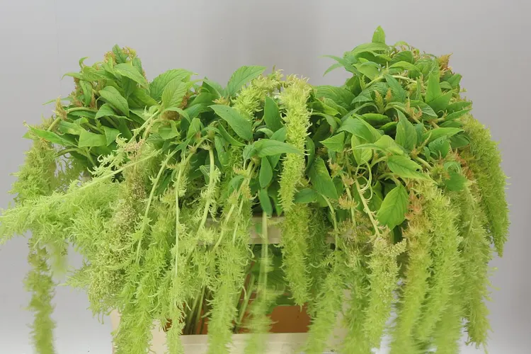 Amarant Trailing Green Spider 80 cm