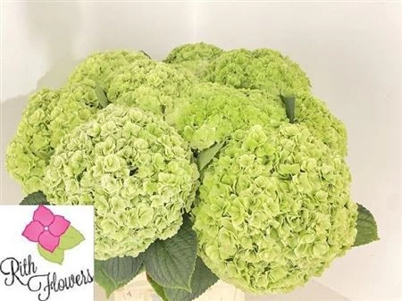 Hortenzia Highness Classic 50 cm