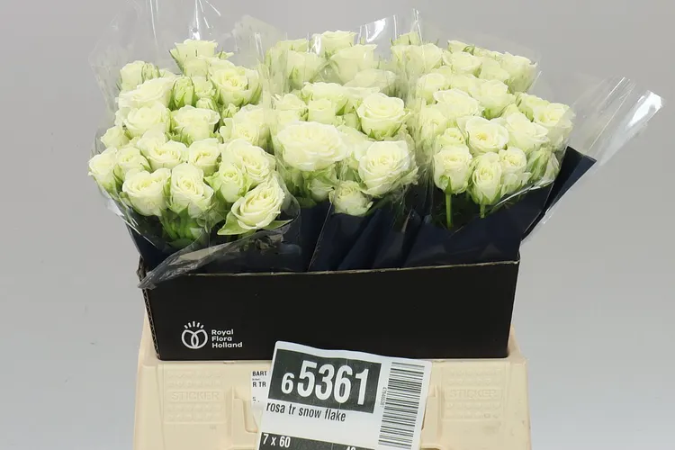 Rosa Tr Snow Flake A2 40 cm