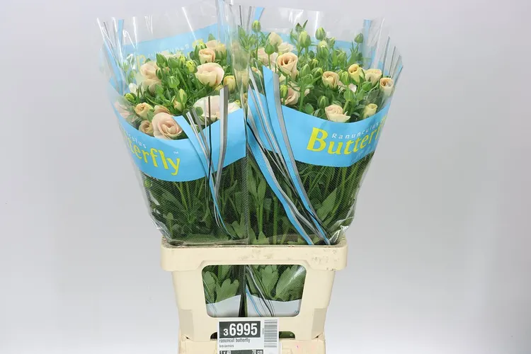 Ranuncul Butterfly Keramos 60 cm