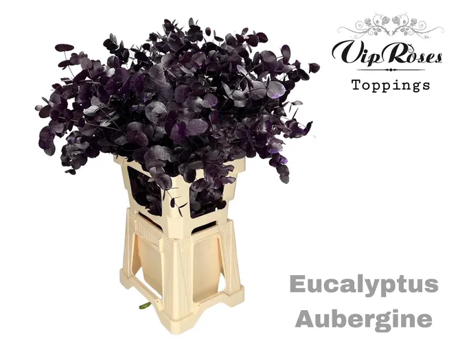Eukalyptus Cinerea Aubergine 300gr 65 cm