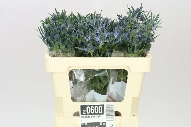 Eryngium Blue Lagoon 50 cm