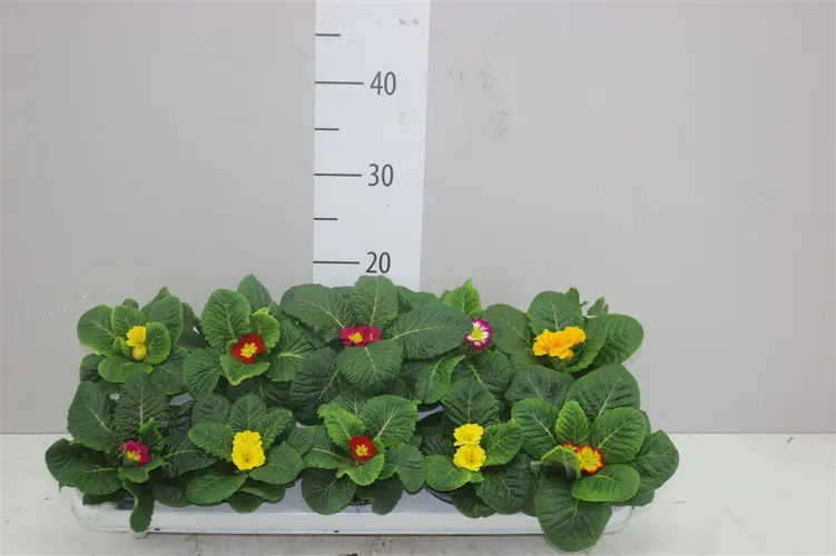 Primula Acaulis mix črepník 10,5 cm