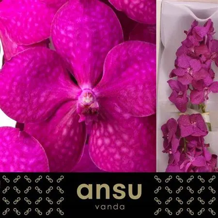 Vanda Tayanee Cerise 20 cm