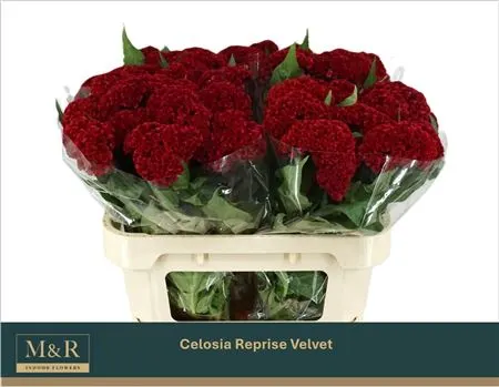 Celosia Reprise Velvet 72 cm