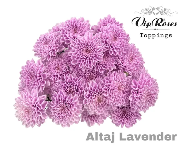 Chr T Altaj Lavender 70 cm