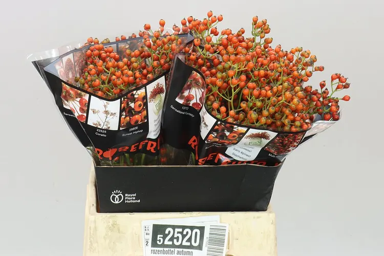Šípky Autumn Rosefruits 45 cm