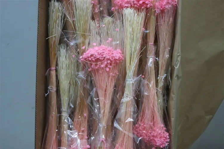 Dried Glixia Pink 30 cm