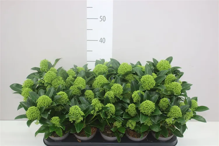 Skimmia Jap White Globe 6+ črepník 10,5 cm