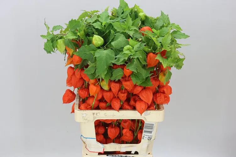 Physalis Orange 70 cm