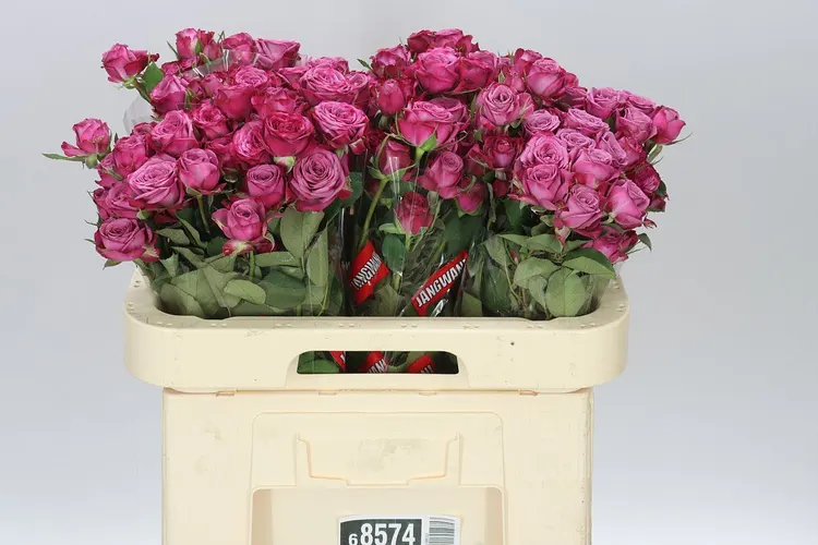 Rosa Tr Purple Queen Imp 60 cm